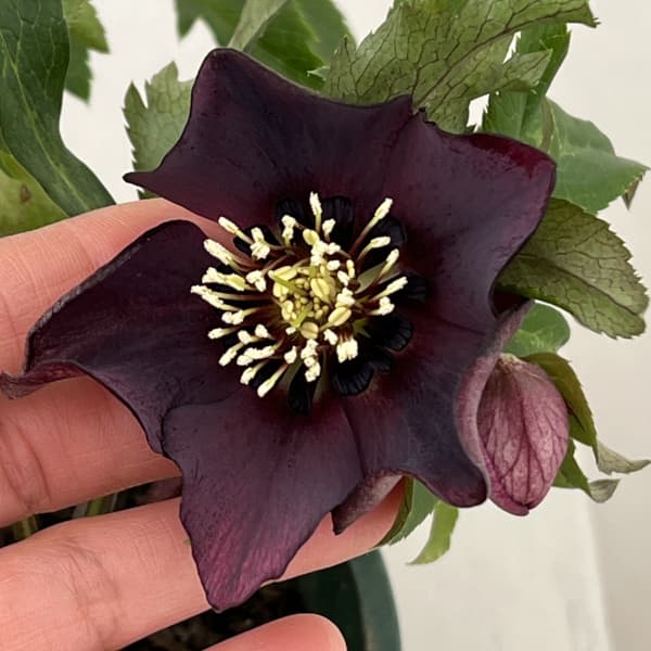 クリスマスローズ：ベルギー育種　セミダブルブラック26-03／4.5号ポット【現品販売】（開花～咲き進み株）