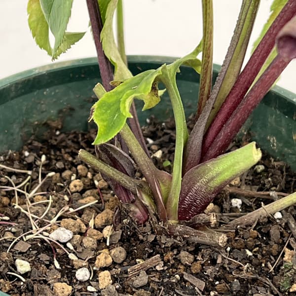 クリスマスローズ：ベルギー育種　セミダブルブラック26-03／4.5号ポット【現品販売】（開花～咲き進み株）