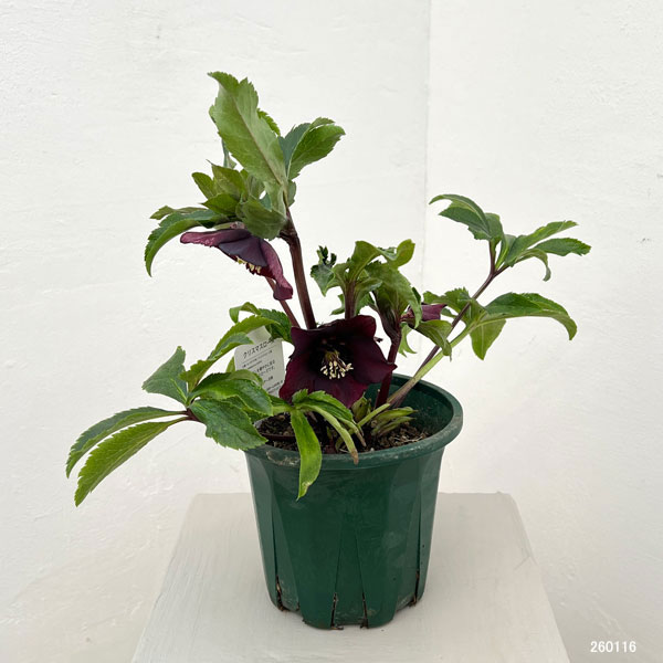 クリスマスローズ:ベルギー育種 セミダブルブラック26-04/4.5号ポット【現品販売】