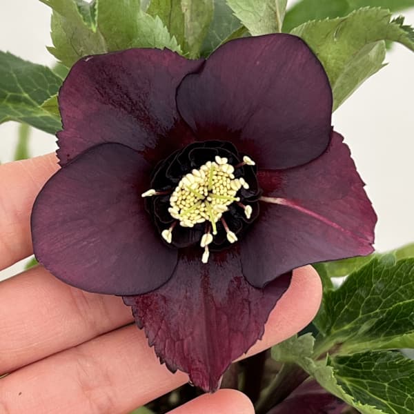 クリスマスローズ：ベルギー育種　セミダブルブラック26-04／4.5号ポット【現品販売】（開花～咲き進み株）