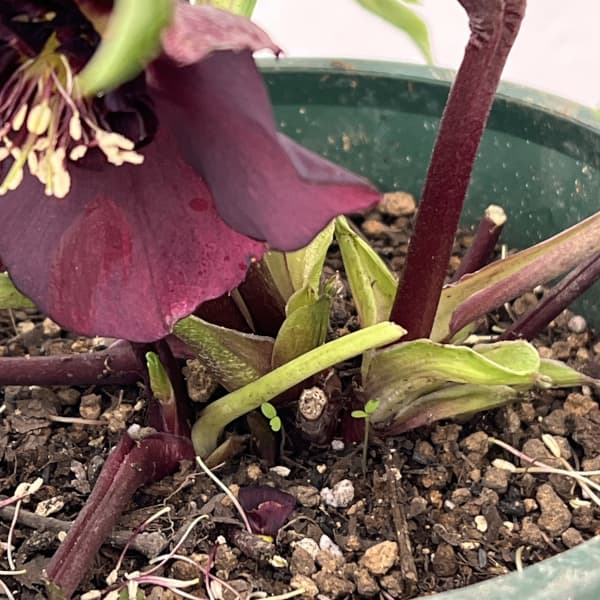 クリスマスローズ：ベルギー育種　セミダブルブラック26-04／4.5号ポット【現品販売】（開花～咲き進み株）