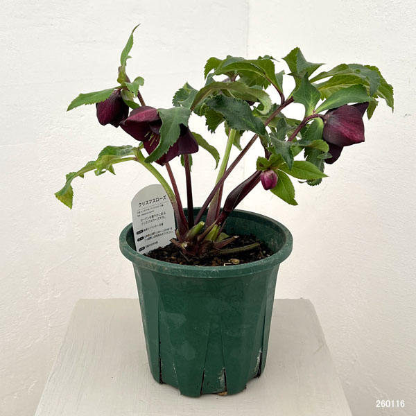 クリスマスローズ：ベルギー育種　セミダブルブラック26-05／4.5号ポット【現品販売】