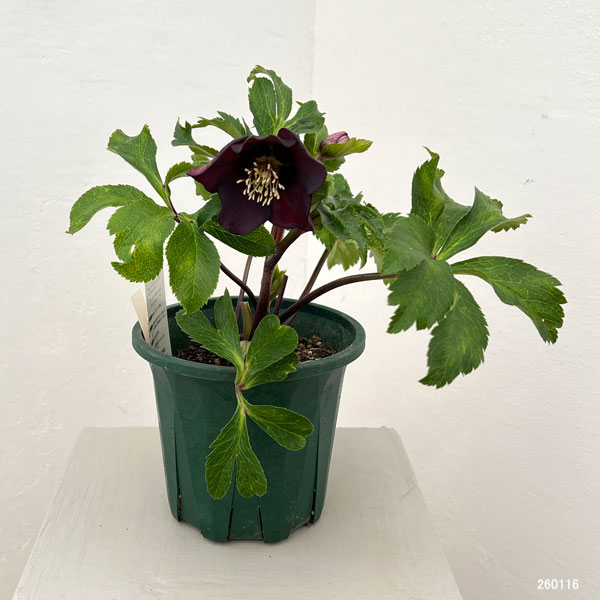 クリスマスローズ：ベルギー育種　セミダブルブラック26-06／4.5号ポット【現品販売】