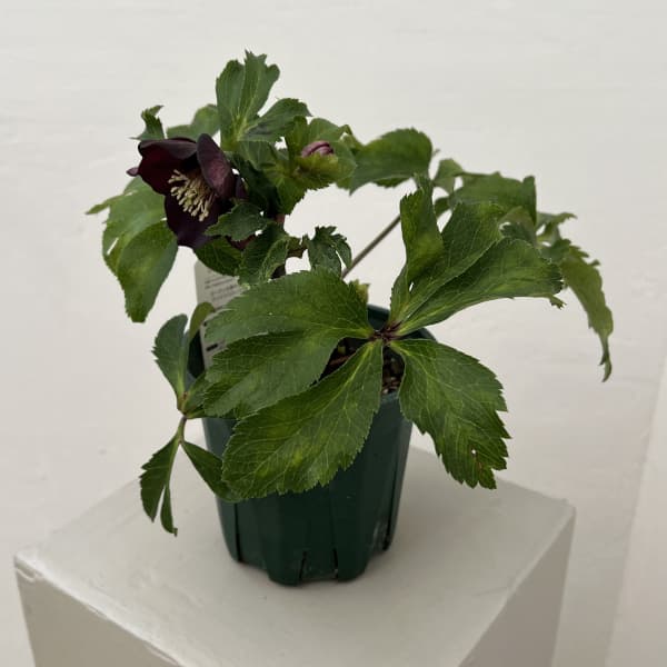 クリスマスローズ：ベルギー育種　セミダブルブラック26-06／4.5号ポット【現品販売】（開花～咲き進み株）