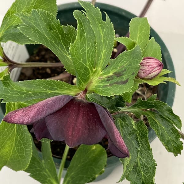 クリスマスローズ：ベルギー育種　セミダブルブラック26-06／4.5号ポット【現品販売】（開花～咲き進み株）