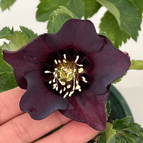 クリスマスローズ：ベルギー育種　セミダブルブラック26-06／4.5号ポット【現品販売】（開花～咲き進み株）