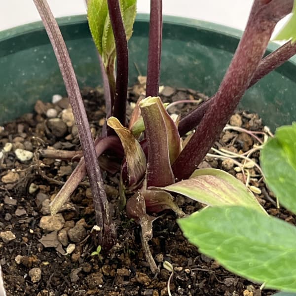 クリスマスローズ：ベルギー育種　セミダブルブラック26-06／4.5号ポット【現品販売】（開花～咲き進み株）