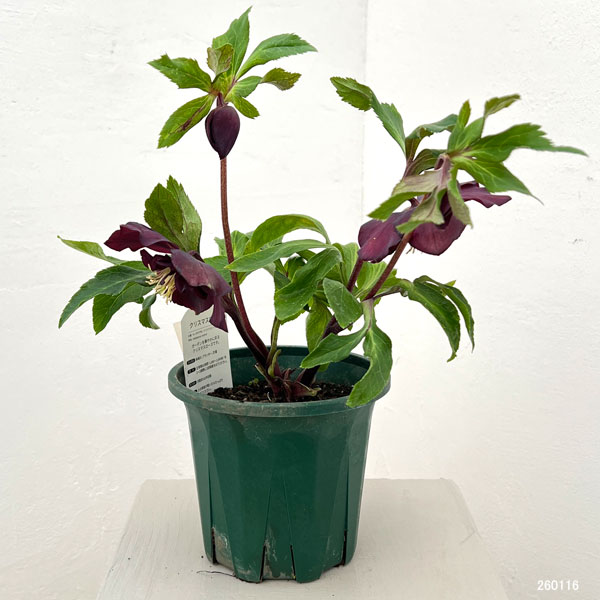 クリスマスローズ：ベルギー育種　セミダブルブラック26-07／4.5号ポット【現品販売】