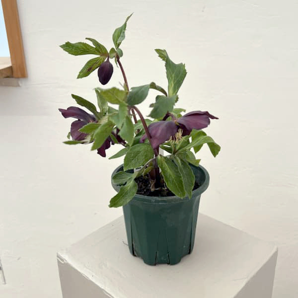 クリスマスローズ:ベルギー育種 セミダブルブラック26-07/4.5号ポット【現品販売】(開花~咲き進み株)