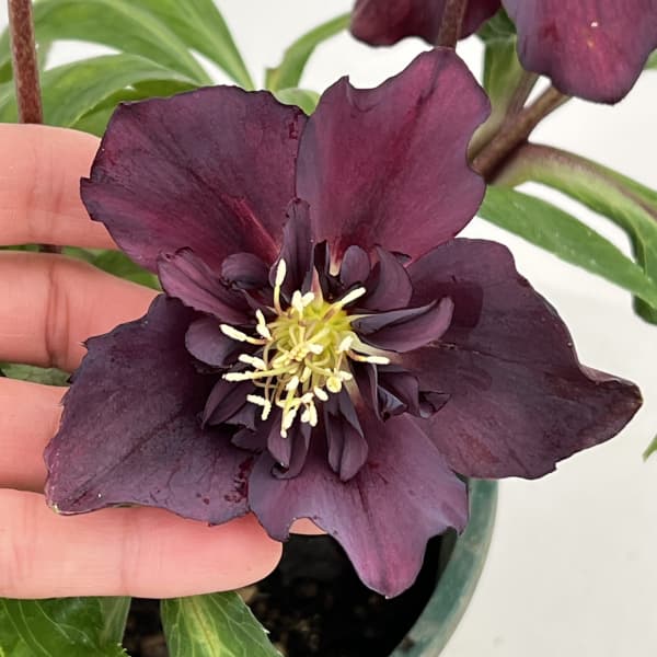 クリスマスローズ:ベルギー育種 セミダブルブラック26-07/4.5号ポット【現品販売】(開花~咲き進み株)