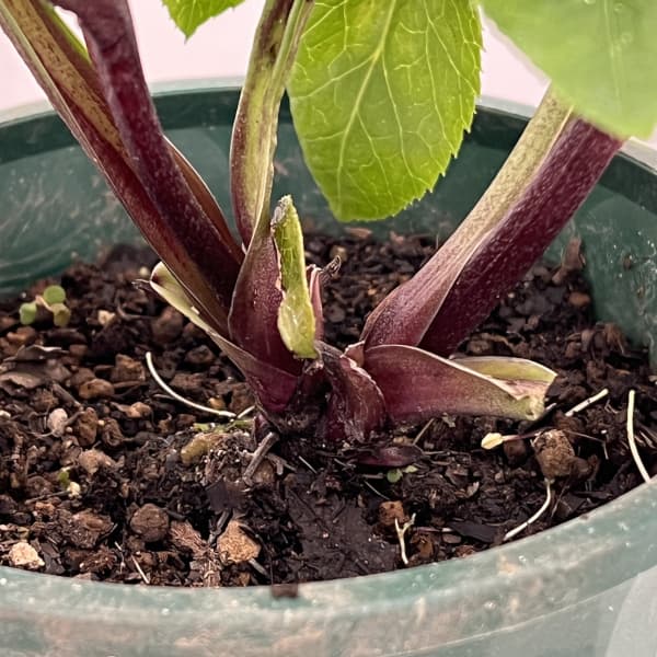 クリスマスローズ:ベルギー育種 セミダブルブラック26-07/4.5号ポット【現品販売】(開花~咲き進み株)