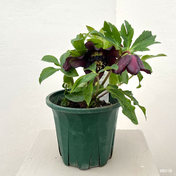 クリスマスローズ:ベルギー育種 セミダブルブラック26-08/4.5号ポット【現品販売】