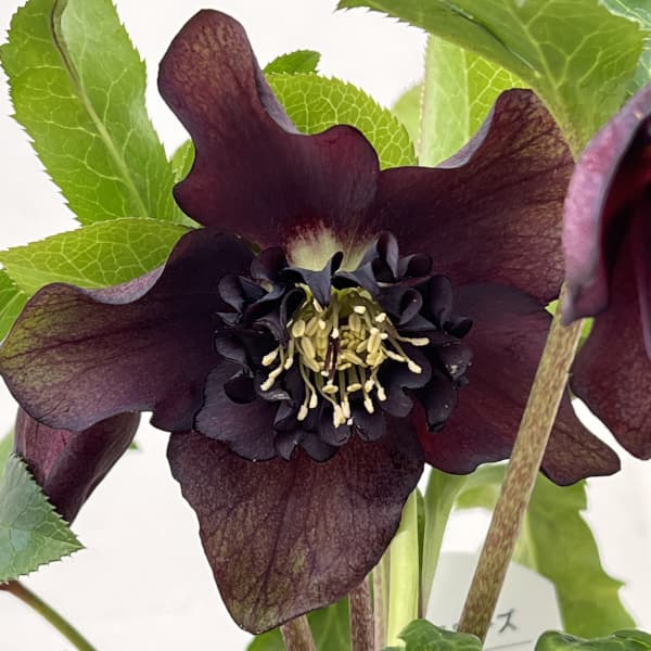 クリスマスローズ：ベルギー育種　セミダブルブラック26-08／4.5号ポット【現品販売】（開花～咲き進み株）