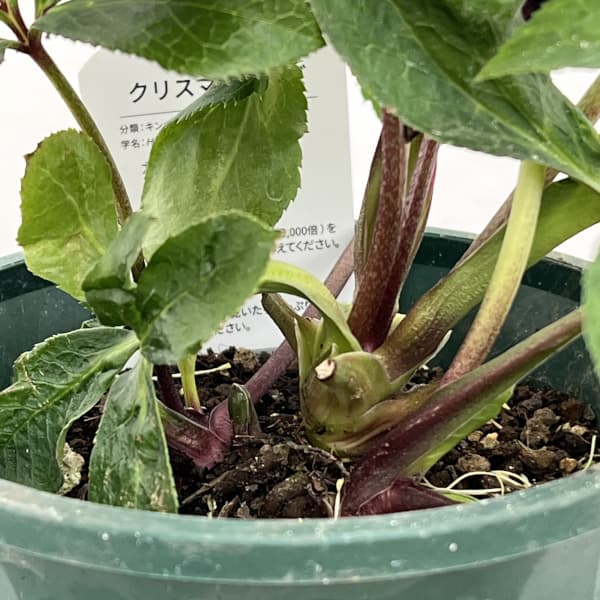 クリスマスローズ：ベルギー育種　セミダブルブラック26-08／4.5号ポット【現品販売】（開花～咲き進み株）