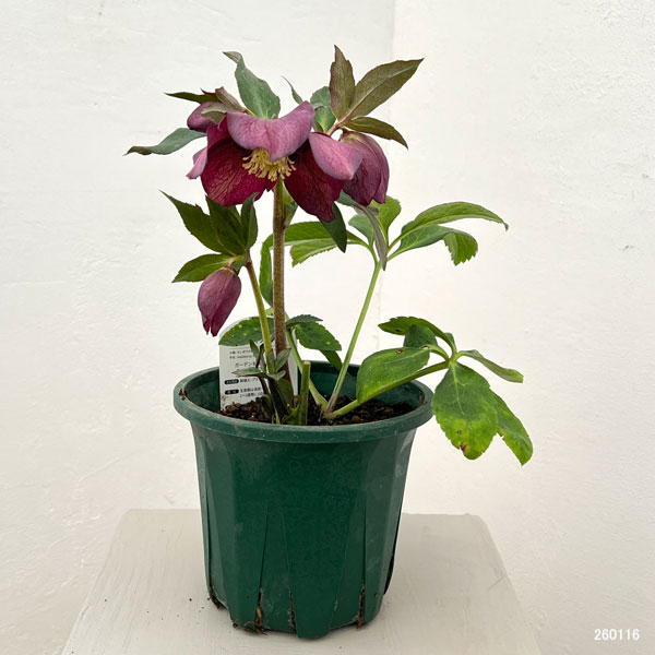 クリスマスローズ:ベルギー育種 セミダブルブラック26-09/4.5号ポット【現品販売】