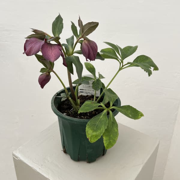 クリスマスローズ：ベルギー育種　セミダブルブラック26-09／4.5号ポット【現品販売】（開花～咲き進み株）