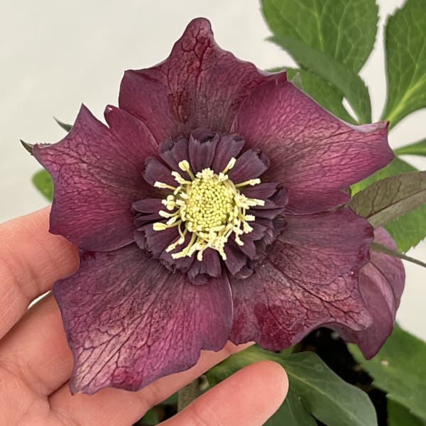 クリスマスローズ：ベルギー育種　セミダブルブラック26-09／4.5号ポット【現品販売】（開花～咲き進み株）