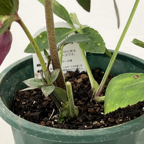 クリスマスローズ：ベルギー育種　セミダブルブラック26-09／4.5号ポット【現品販売】（開花～咲き進み株）