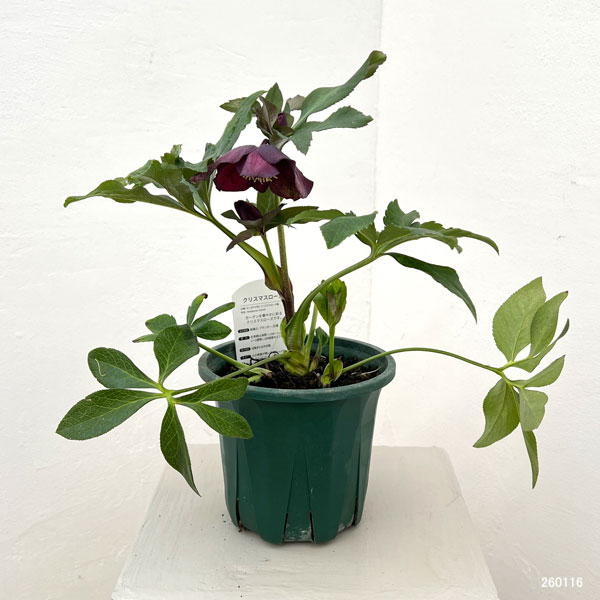 クリスマスローズ:ベルギー育種 セミダブルブラック26-10/4.5号ポット【現品販売】