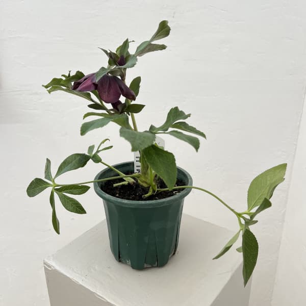 クリスマスローズ：ベルギー育種　セミダブルブラック26-10／4.5号ポット【現品販売】（開花～咲き進み株）