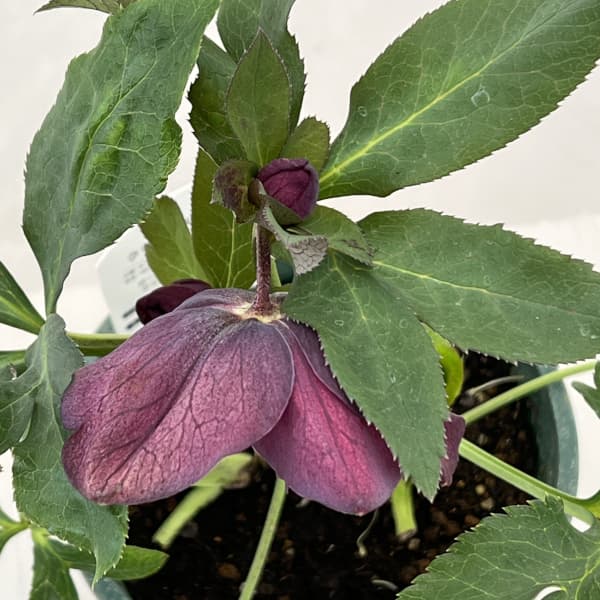 クリスマスローズ：ベルギー育種　セミダブルブラック26-10／4.5号ポット【現品販売】（開花～咲き進み株）