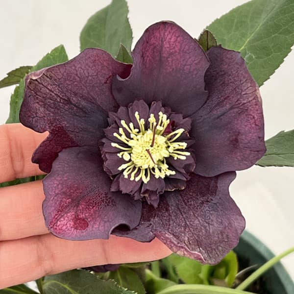 クリスマスローズ：ベルギー育種　セミダブルブラック26-10／4.5号ポット【現品販売】（開花～咲き進み株）