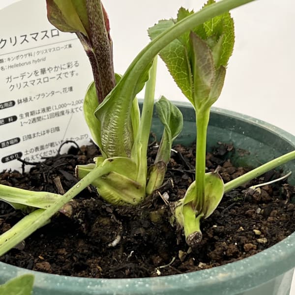 クリスマスローズ：ベルギー育種　セミダブルブラック26-10／4.5号ポット【現品販売】（開花～咲き進み株）