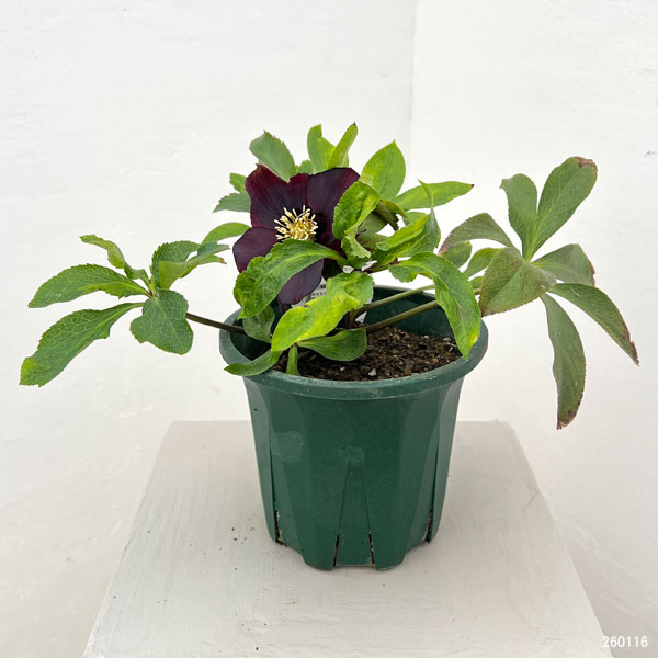 クリスマスローズ:ベルギー育種 セミダブルブラック26-11/4.5号ポット【現品販売】