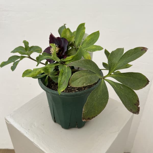 クリスマスローズ：ベルギー育種　セミダブルブラック26-11／4.5号ポット【現品販売】（開花～咲き進み株）