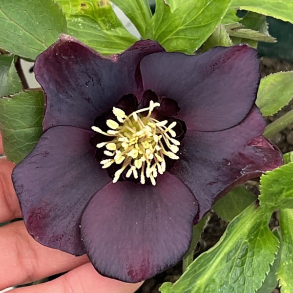 クリスマスローズ：ベルギー育種　セミダブルブラック26-11／4.5号ポット【現品販売】（開花～咲き進み株）