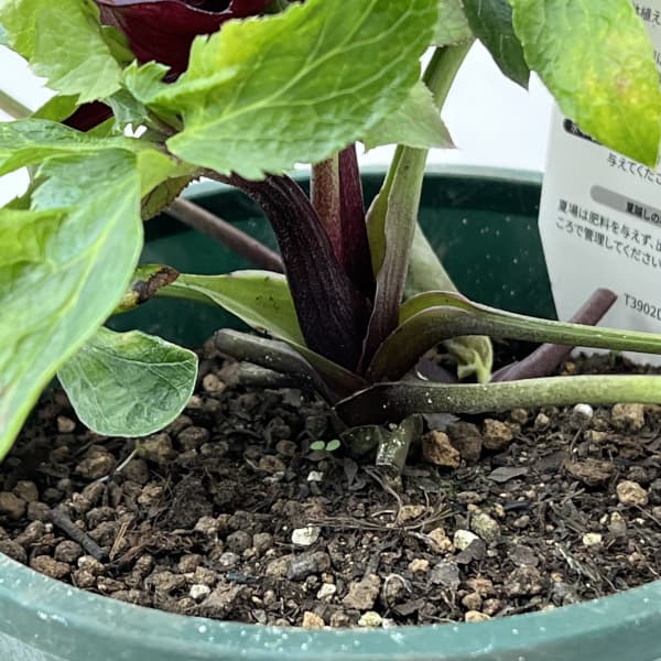 クリスマスローズ：ベルギー育種　セミダブルブラック26-11／4.5号ポット【現品販売】（開花～咲き進み株）