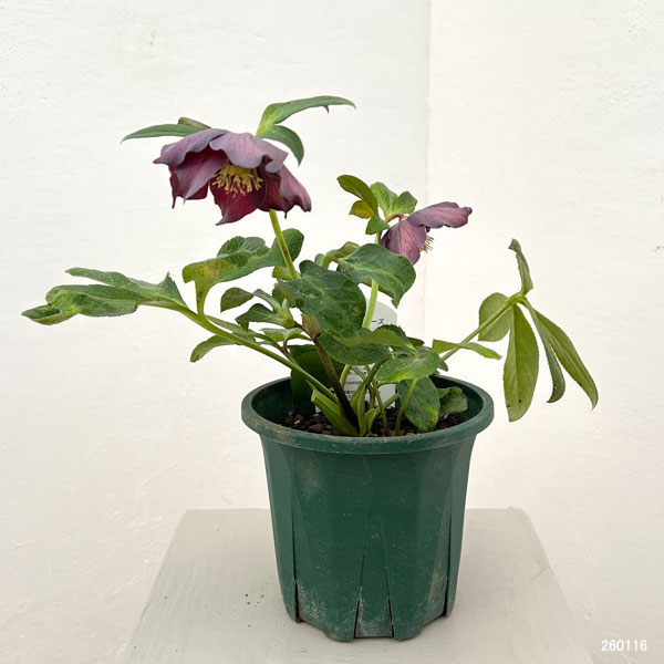 クリスマスローズ:ベルギー育種 セミダブルブラック26-12/4.5号ポット【現品販売】