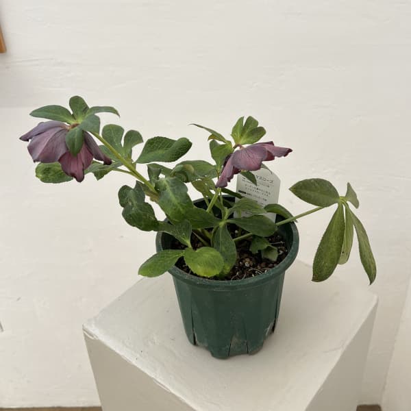 クリスマスローズ：ベルギー育種　セミダブルブラック26-12／4.5号ポット【現品販売】（開花～咲き進み株）