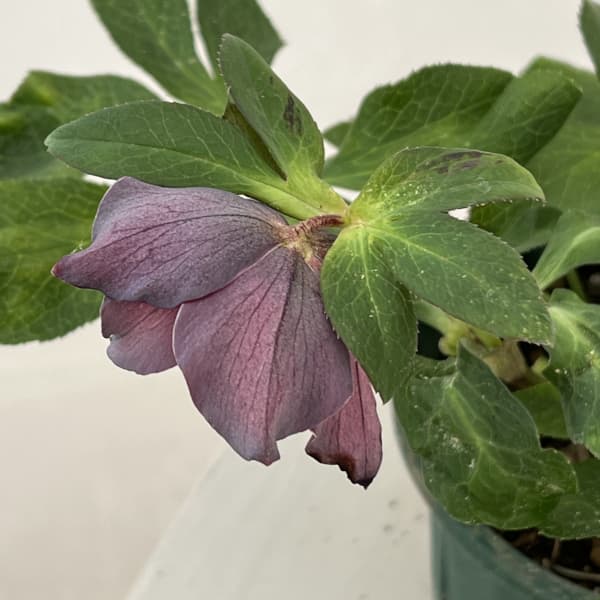 クリスマスローズ：ベルギー育種　セミダブルブラック26-12／4.5号ポット【現品販売】（開花～咲き進み株）