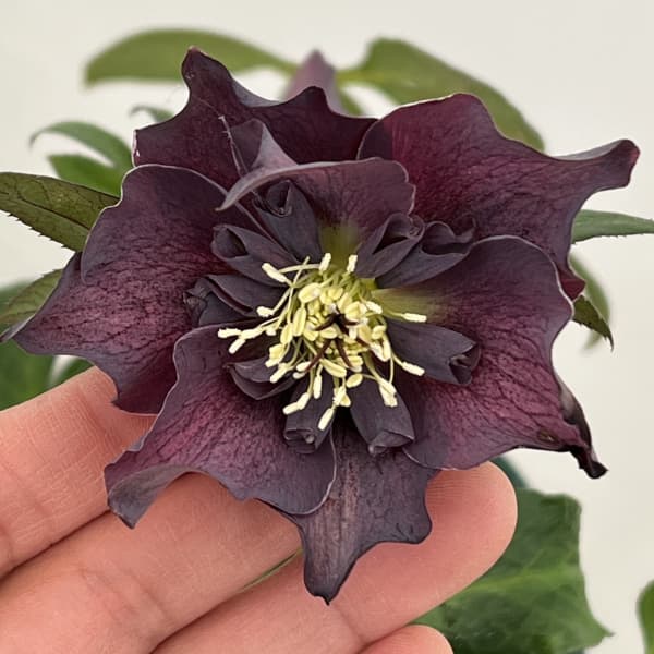 クリスマスローズ：ベルギー育種　セミダブルブラック26-12／4.5号ポット【現品販売】（開花～咲き進み株）