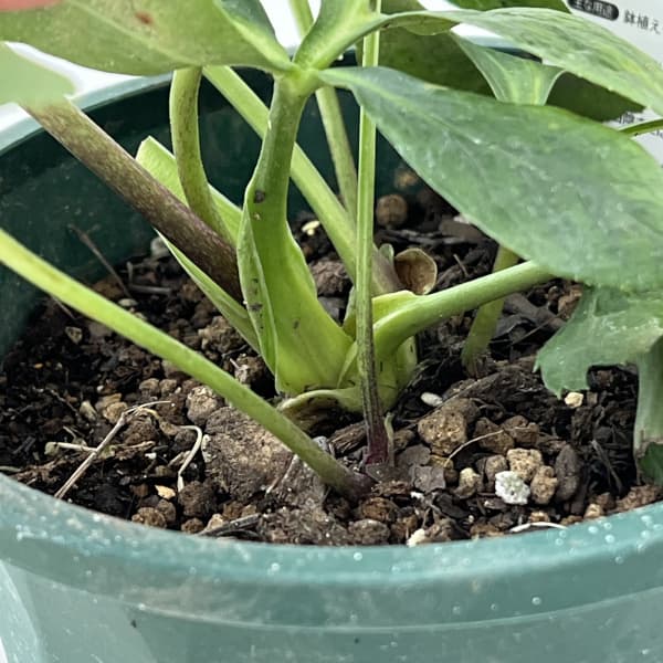 クリスマスローズ：ベルギー育種　セミダブルブラック26-12／4.5号ポット【現品販売】（開花～咲き進み株）