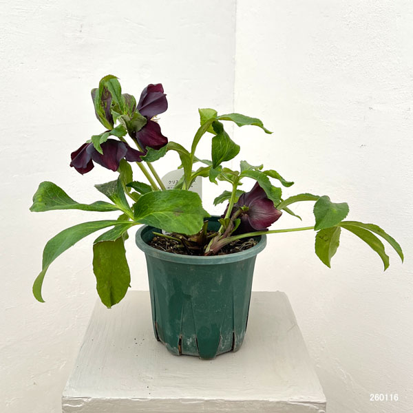 クリスマスローズ:ベルギー育種 セミダブルブラック26-13/4.5号ポット【現品販売】