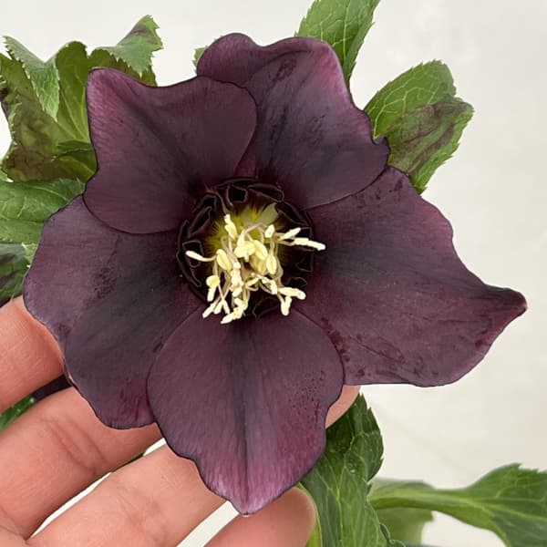 クリスマスローズ：ベルギー育種　セミダブルブラック26-13／4.5号ポット【現品販売】（開花～咲き進み株）