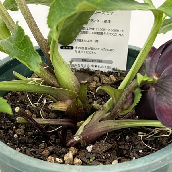 クリスマスローズ：ベルギー育種　セミダブルブラック26-13／4.5号ポット【現品販売】（開花～咲き進み株）