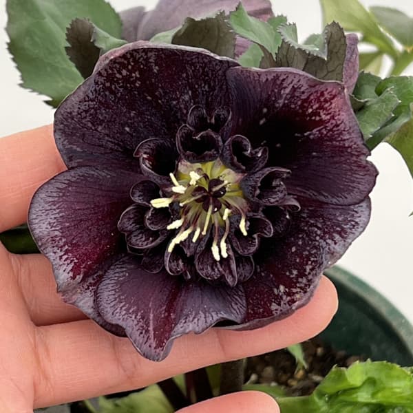 園芸ネット本店｜クリスマスローズ：ベルギー育種 セミダブルブラック