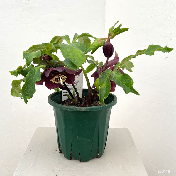 クリスマスローズ:ベルギー育種 セミダブルブラック26-15/4.5号ポット【現品販売】