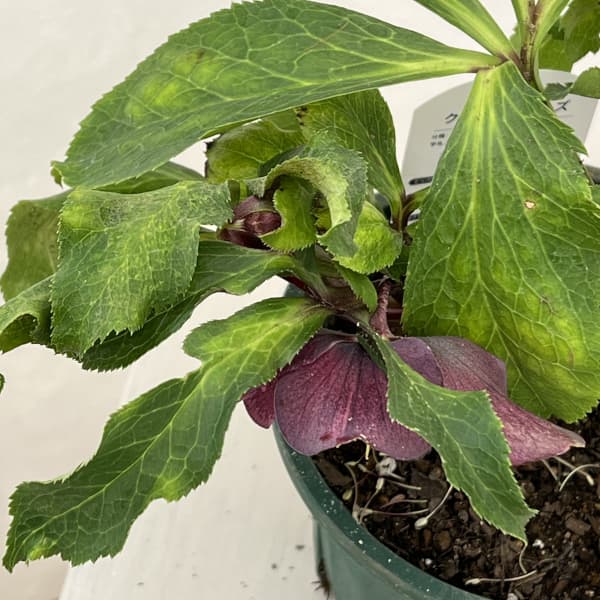 クリスマスローズ:ベルギー育種 セミダブルブラック26-15/4.5号ポット【現品販売】(開花~咲き進み株)