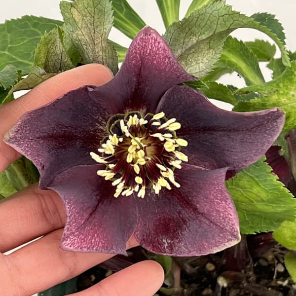 クリスマスローズ:ベルギー育種 セミダブルブラック26-15/4.5号ポット【現品販売】(開花~咲き進み株)