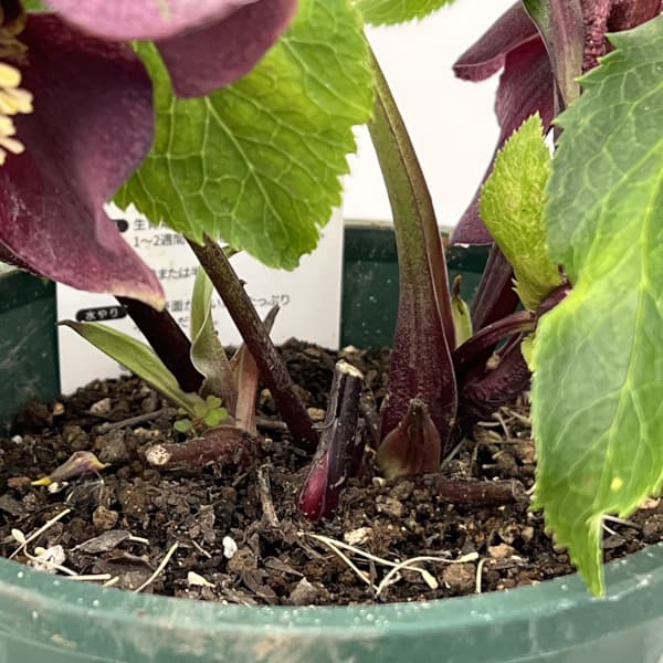 クリスマスローズ:ベルギー育種 セミダブルブラック26-15/4.5号ポット【現品販売】(開花~咲き進み株)