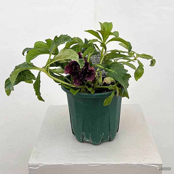 クリスマスローズ：ベルギー育種　ダブルオーバージーンホワイトエッジ26-01／4.5号ポット【現品販売】