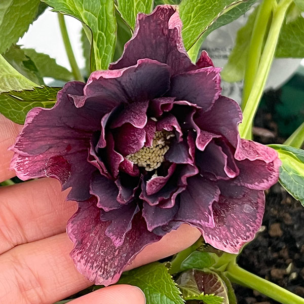 クリスマスローズ：ベルギー育種　ダブルオーバージーンホワイトエッジ26-01／4.5号ポット【現品販売】