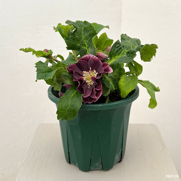 クリスマスローズ：ベルギー育種　ダブルオーバージーンホワイトエッジ26-03／4.5号ポット【現品販売】