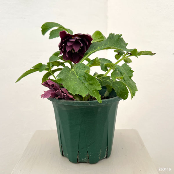 クリスマスローズ:ベルギー育種 ダブルオーバージーンホワイトエッジ26-04/4.5号ポット【現品販売】