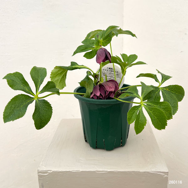 クリスマスローズ:ベルギー育種 ダブルオーバージーンホワイトエッジ26-05/4.5号ポット【現品販売】