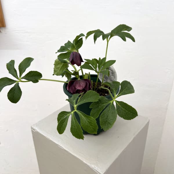 クリスマスローズ:ベルギー育種 ダブルオーバージーンホワイトエッジ26-05/4.5号ポット【現品販売】(開花~咲き進み株)